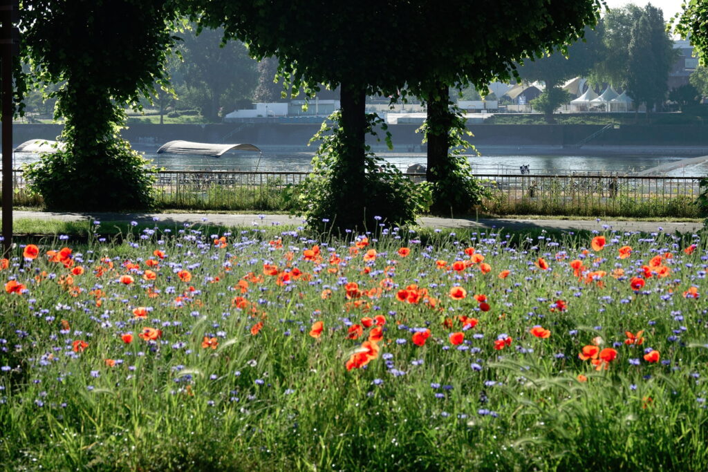 KAU Blumenwiese