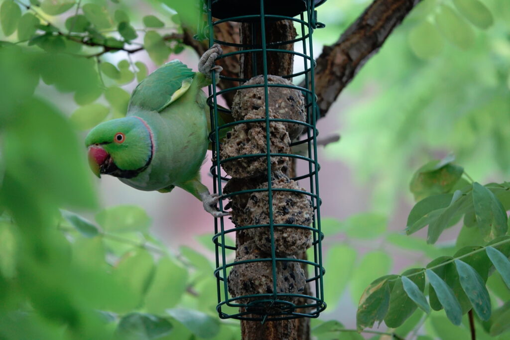 Halsbandsittich (auch Kleiner Alexandersittich -Psittacula krameri)