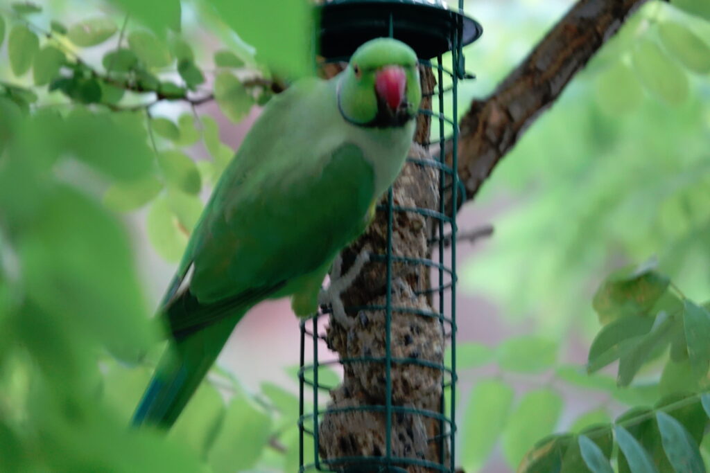 Halsbandsittich (auch Kleiner Alexandersittich -Psittacula krameri)